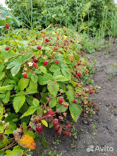 Домашняя земляника