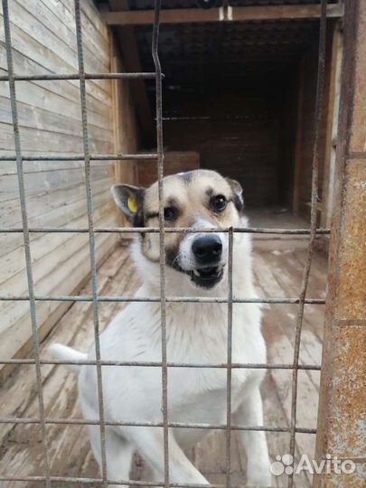 Собака Несси