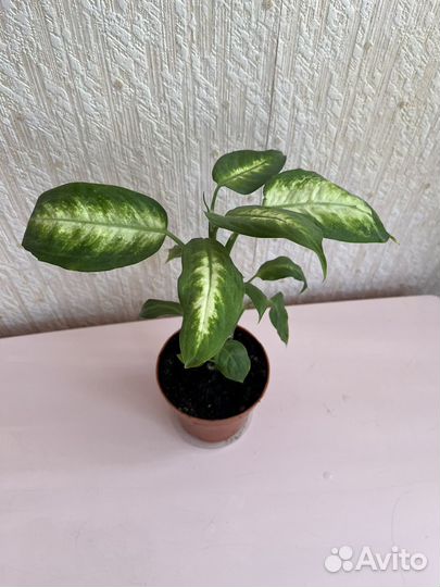 Диффенбахия кустовая