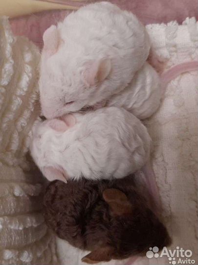 Декоративные мыши рекс