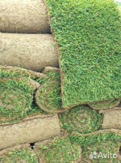 Рулонный газон