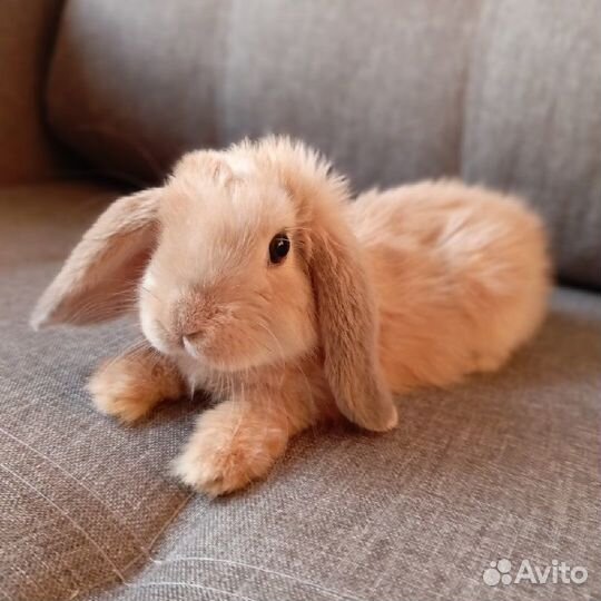 Карликовый кролик рексобарашек