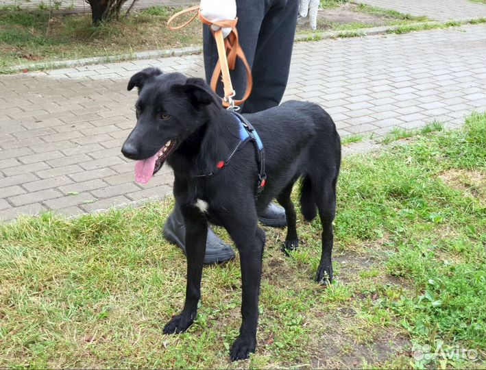 Собака в дар