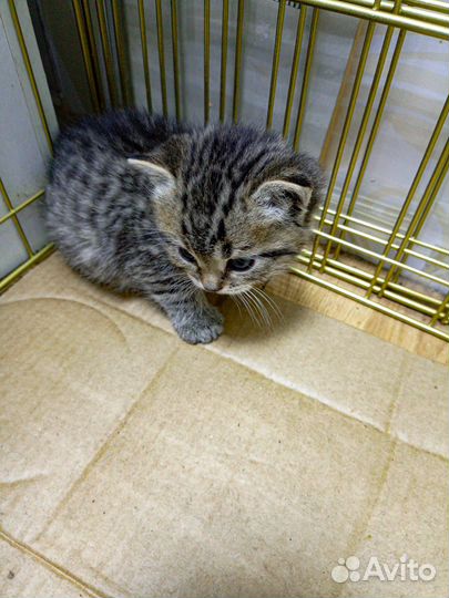 Милые котята