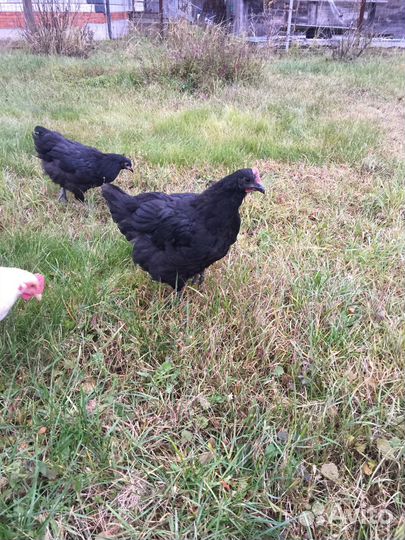 Петушки Джерсийского гиганта