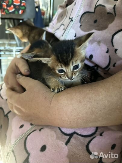 Абесинские котята