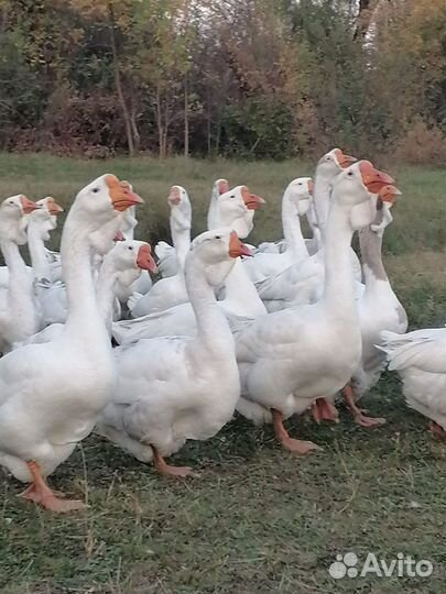 Холмогорские гуси