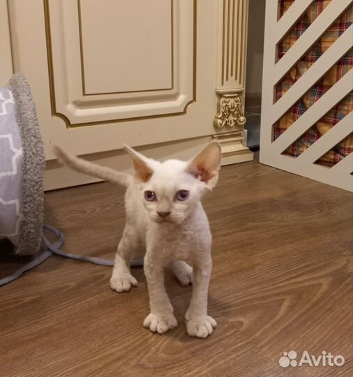 Девон-рекс котик