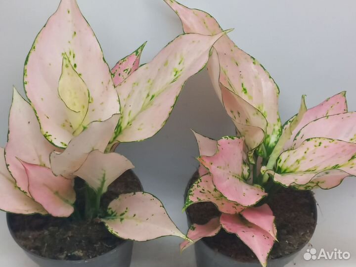 Аглаонема рози