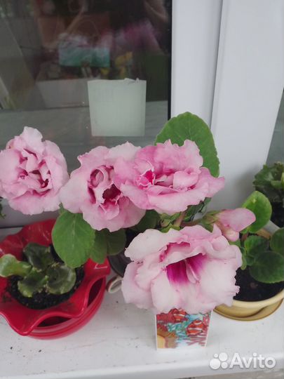 Детки локсиний 3 вида