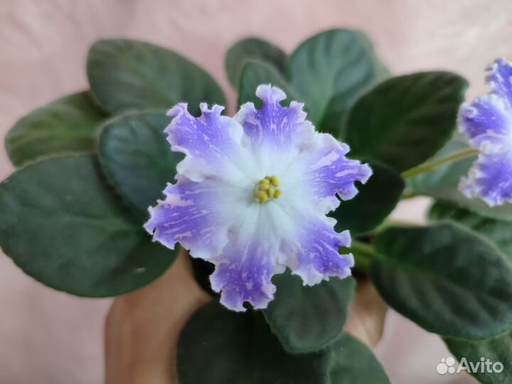 Фиалки цветущие в горшке