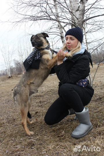 Добби-янтарные глазки, мягкие ушки ищет дом