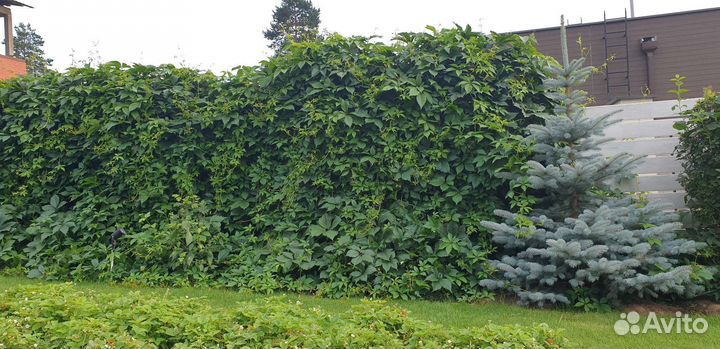 Девичий виноград лиана