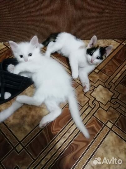 Отдам котят