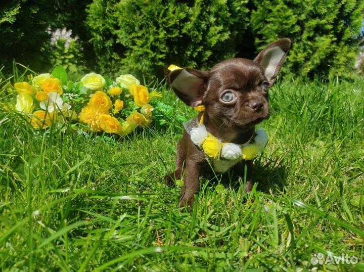 Лиловые и шоколадные щенки чихуахуа