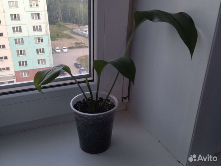 Эухариус амазонская лилия