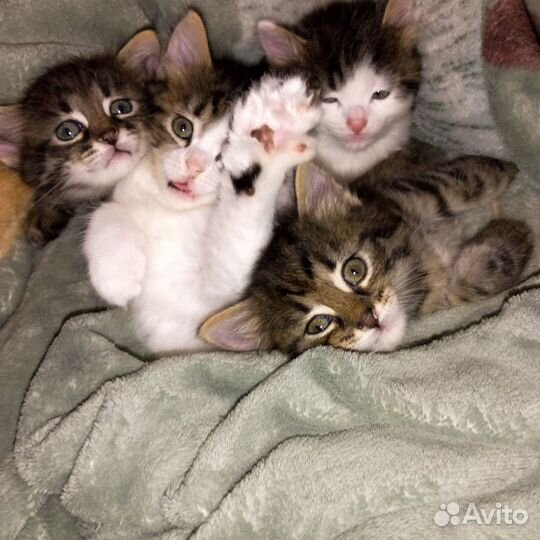 Котята в добрые руки