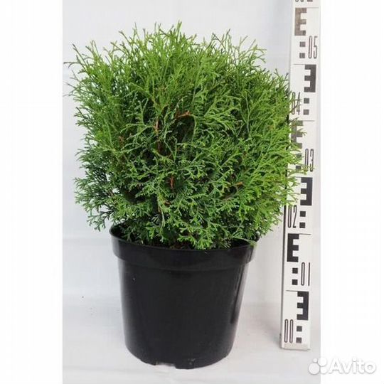 Туя Тини Тим