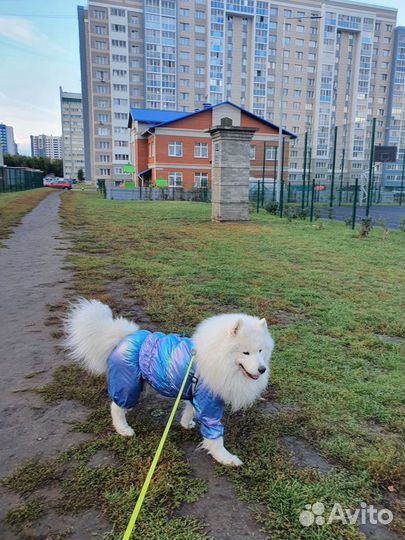 Вязка Самоед