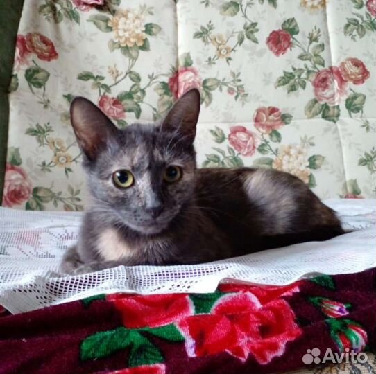 Стерилизованная молодая кошечка в квартиру, 9 мес