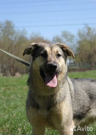 Заберите домой очаровательную собаку из приюта