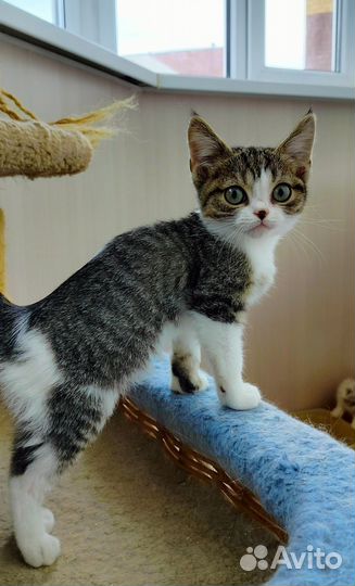 Котёнок в дар