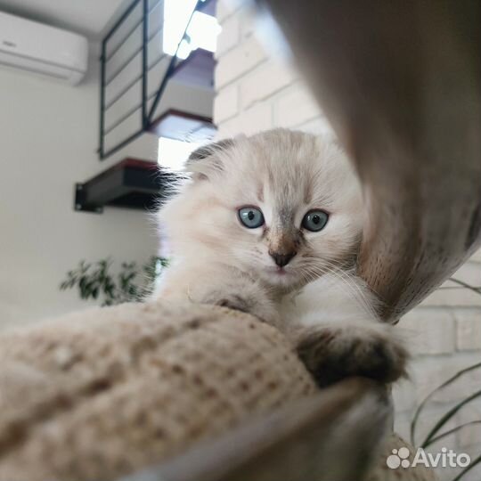 Шотландские котята