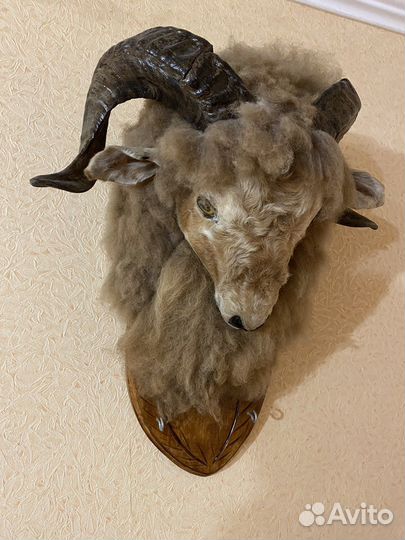 Чучело головы барана