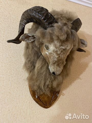 Чучело головы барана
