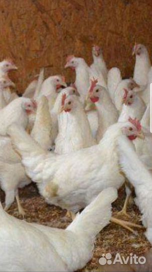 Куры несушки молодняк разных пород