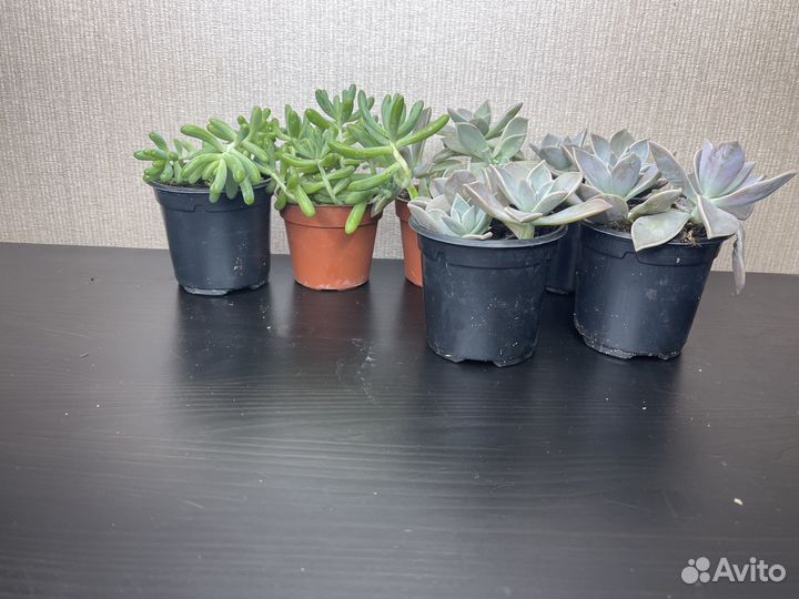 Суккулент комнатные цветы