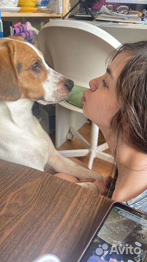 Уход за животными, передержка