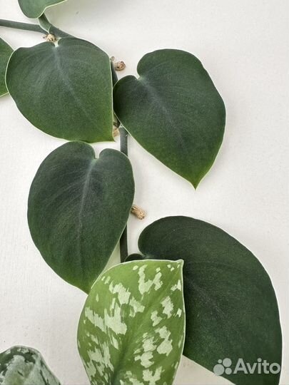 Сциндапсусы треби, жаде, пиктус, сильвер энн