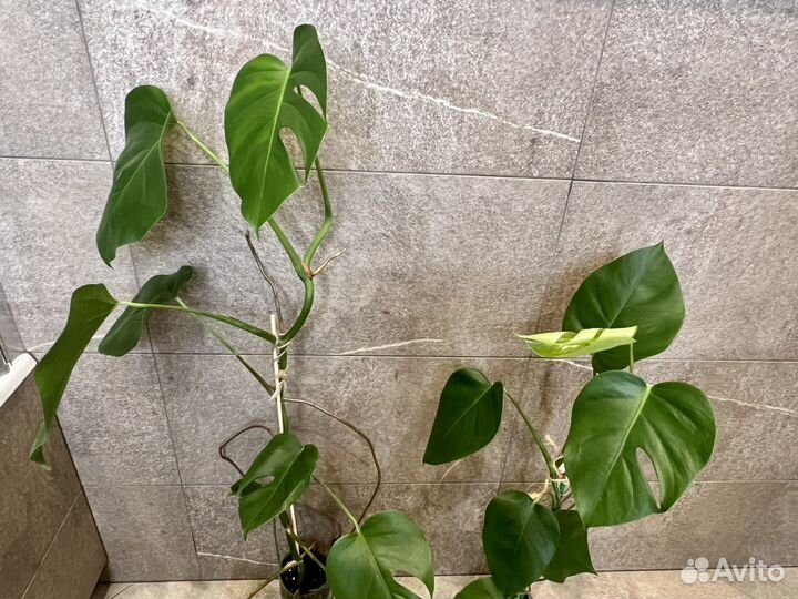 Комнатные цветы монстера