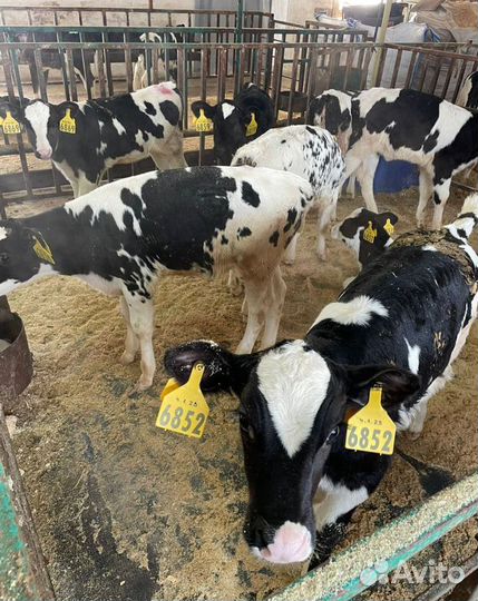 Телята бычки