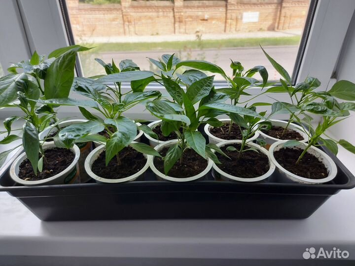 Перец комнатный острый