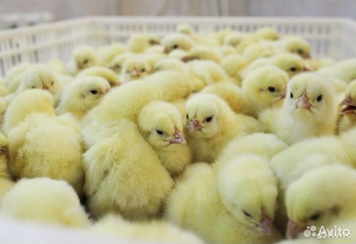 Яйцо ред бро инкубационного, доминант перепел