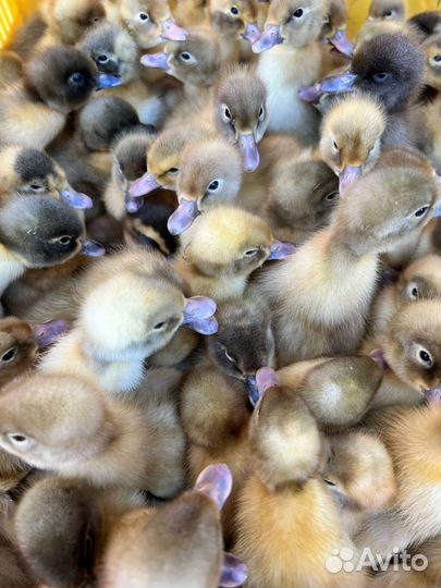 Гуси, утки, суточные, подрощенные