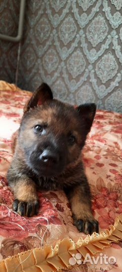 Собака немецкая овчарка щенок