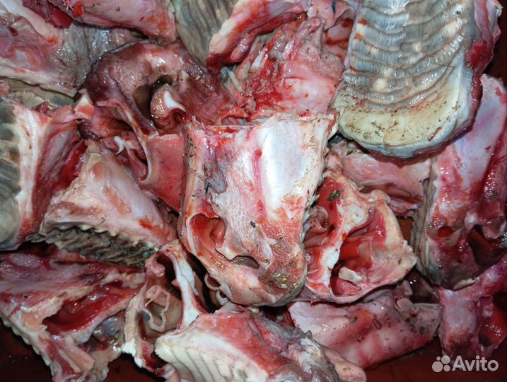 Носы говяжьи