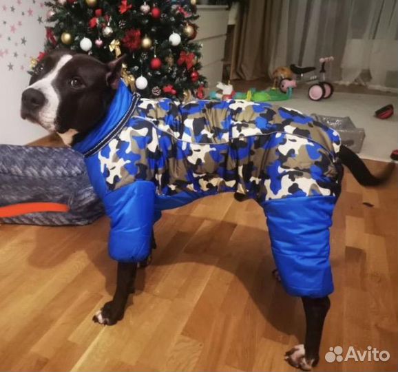 Зимняя одежда для собак