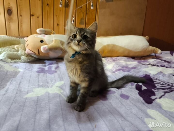 Сибирский котёнок