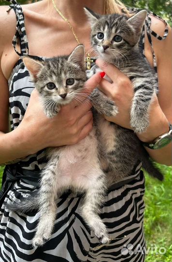 Котятки 1,5 мес