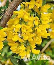 Семена Капусты декоративной, дыни,акации,плюща