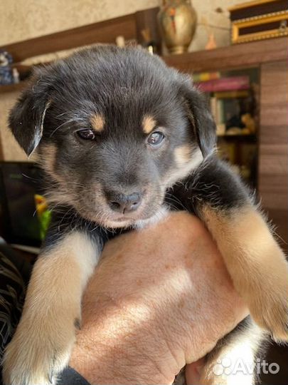 Щенки сиба ину