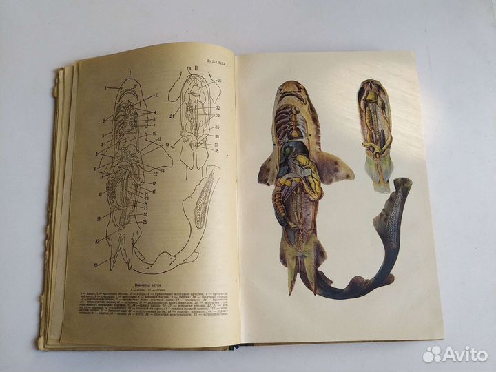 Курс Зоологии 1949г