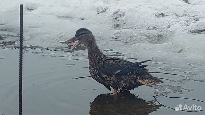 Утки подсадные для охоты