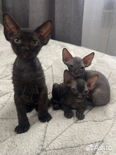 Котята сфинкс