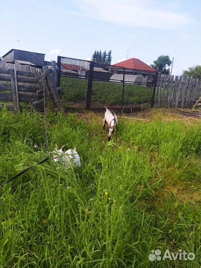 Козлик и бычок