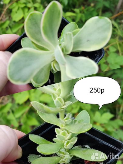 Крассулы эониумы суккуленты